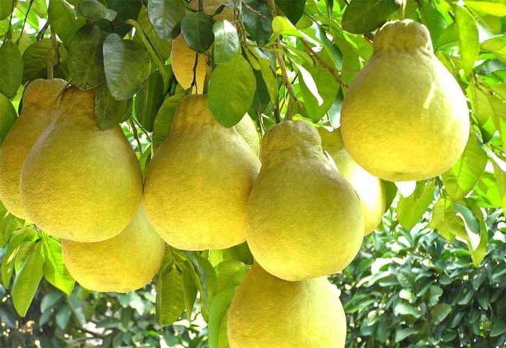 四川原森態農業開發有限公司簡介